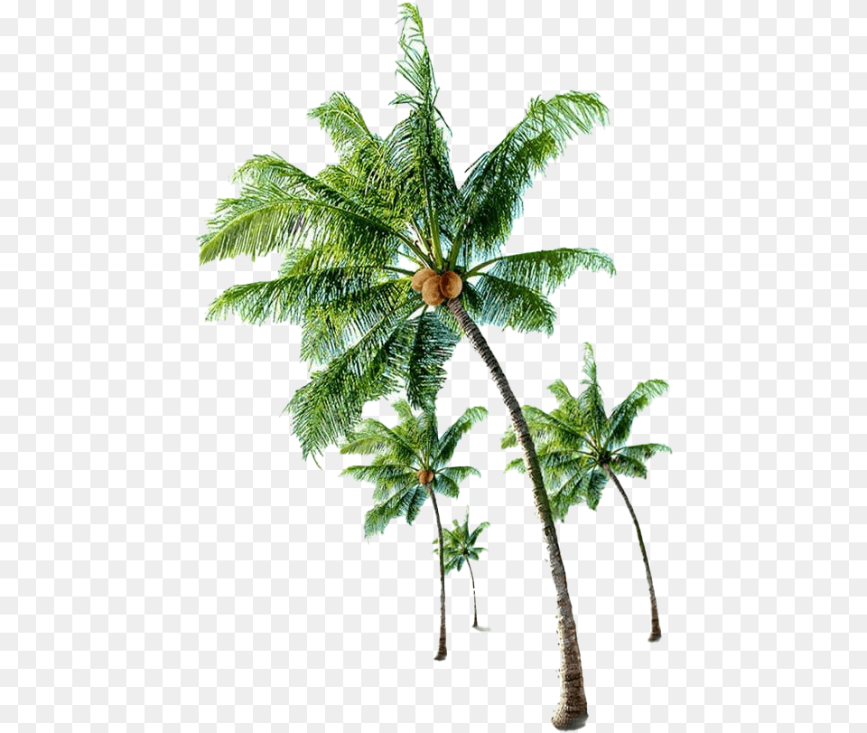 Beach Coconut Tree Transparent Images All Coconut Tree With Coconut, Leaf, Palm Tree, Plant, Fern Png Image