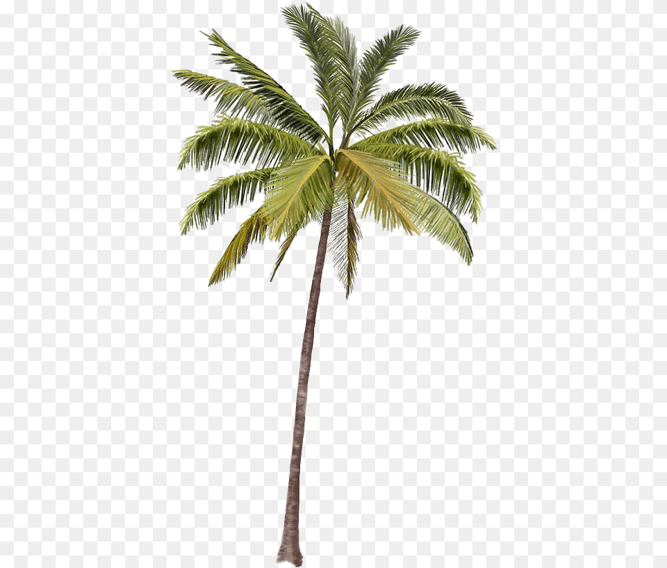 Beach Coconut Tree Transparent Real Palm Tree, Palm Tree, Plant, Leaf Png