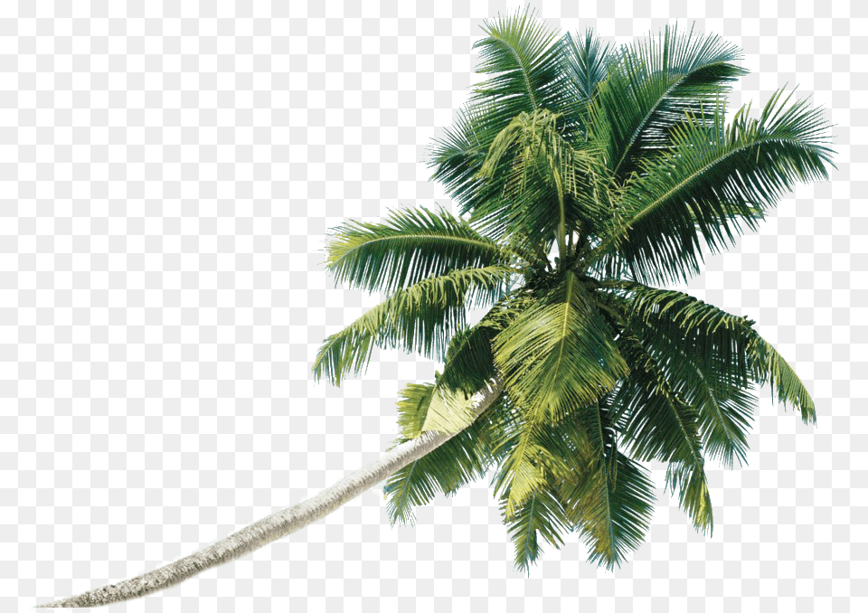 Beach Coconut Tree Transparent Transparent Coconut Tree, Leaf, Palm Tree, Plant, Summer Free Png Download