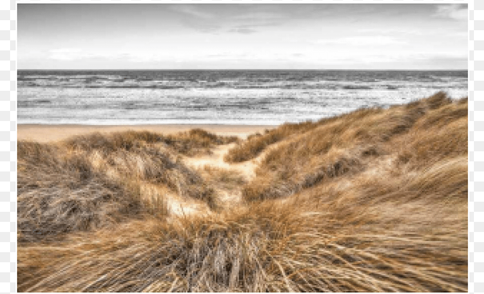 Beach Dune Giclee Print Beach Dunes By Assaf Frank, Outdoors, Scenery, Plant, Nature Png