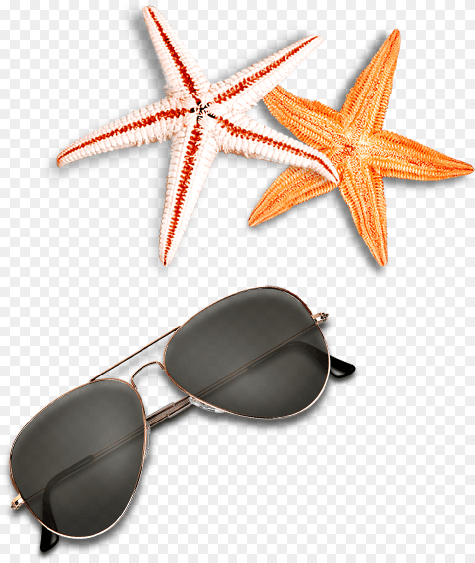 Beach Elements Sunglasses Starfish Clipart Hd, Accessories, Animal, Dinosaur, Reptile Free Png