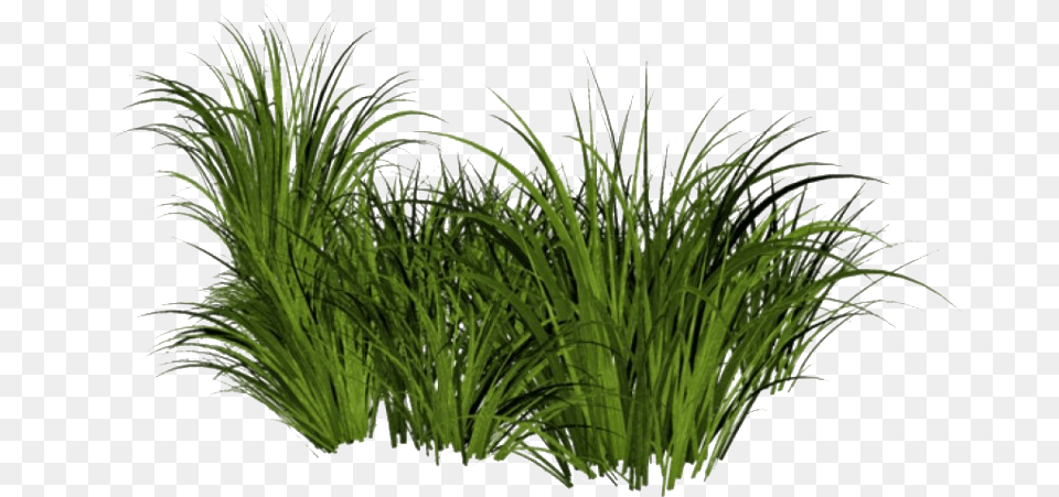 Beach Grass File Tall Grass Background, Plant, Potted Plant, Vegetation, Tree Free Png