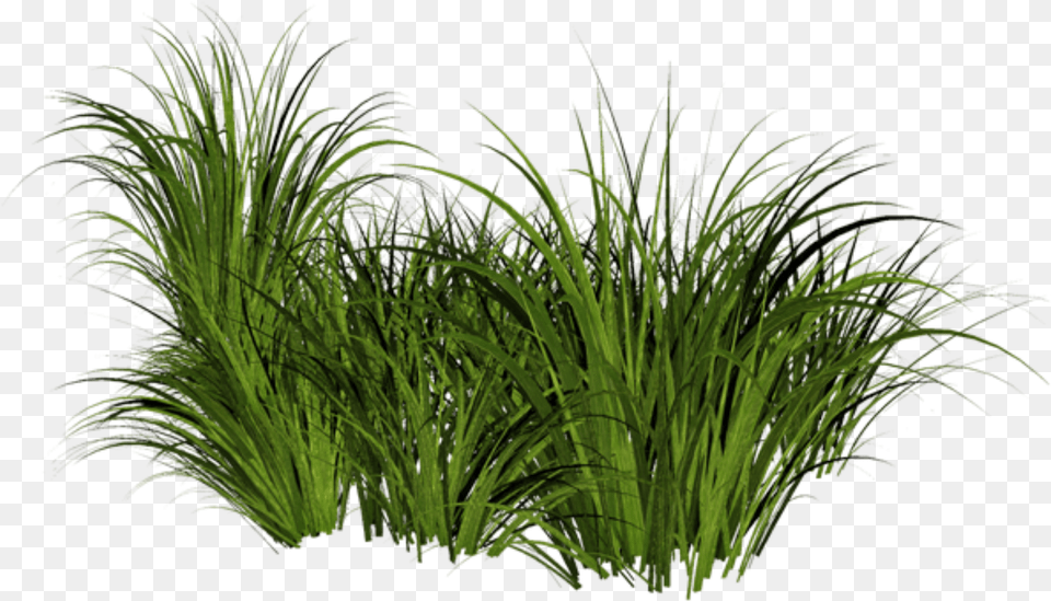Beach Grass Jpg Stock Transparent Grass, Plant, Vegetation, Aquatic, Water Free Png