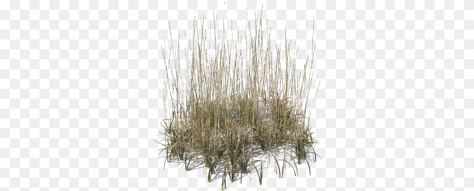 Beach Grass Transparent Grass, Plant, Reed, Chandelier, Lamp Free Png