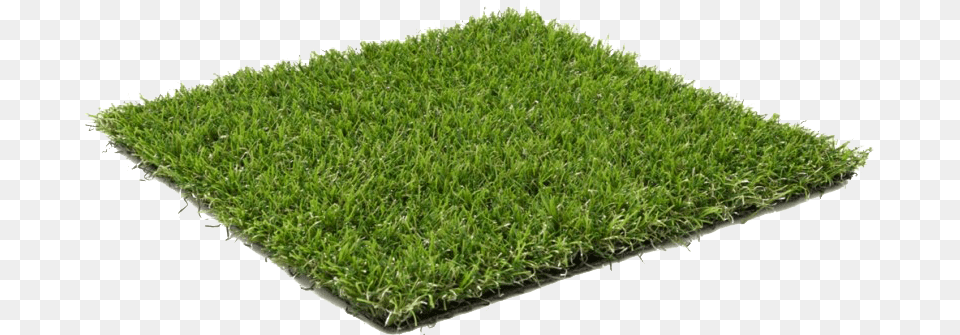 Beach Grass Image Evergreen Grass, Lawn, Plant, Moss Free Transparent Png