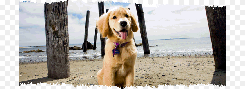 Beach Pet Friendly Hotels, Animal, Canine, Dog, Golden Retriever Png