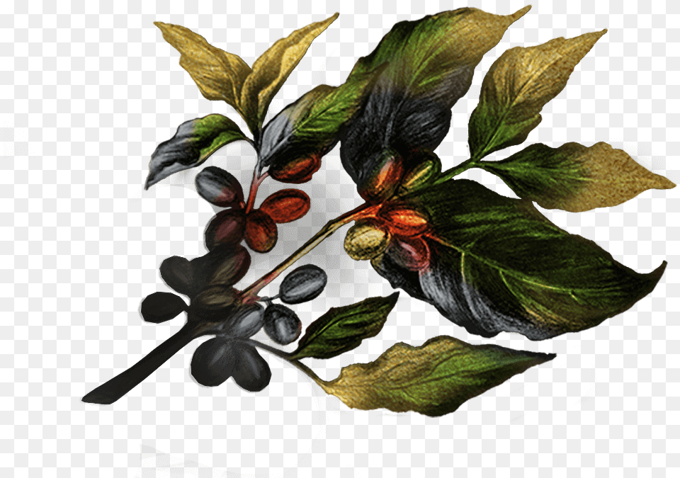 Beach Plum, Plant, Leaf, Acanthaceae, Flower Free Png Download
