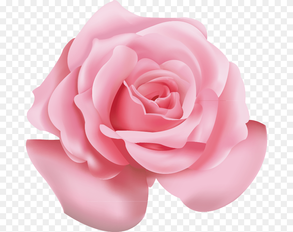 Beach Rose Pink Flower Icon Transparent Pink Flower, Petal, Plant Free Png