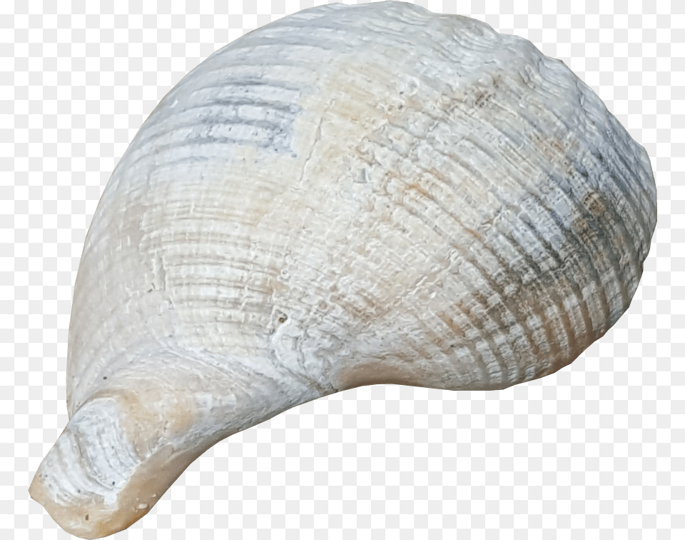 Beach Shell No Background Shells With Clear Background, Animal, Clam, Food, Invertebrate Png Image