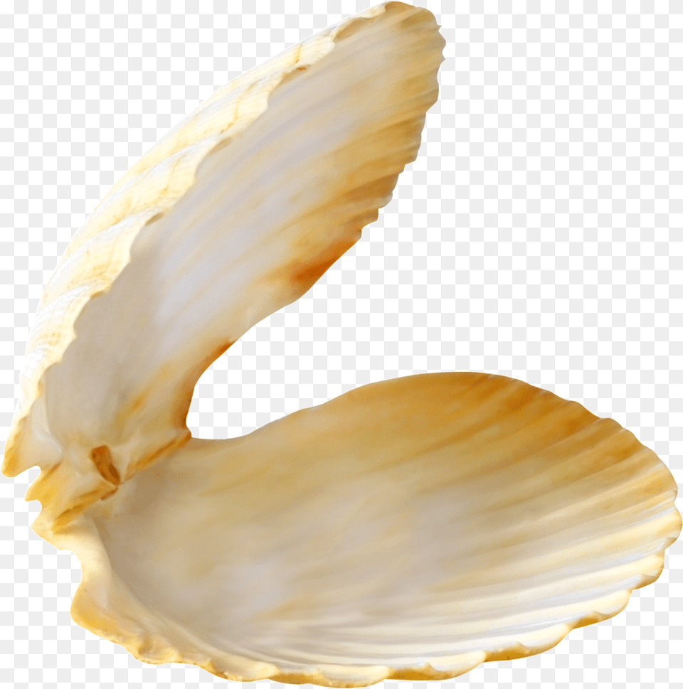 Beach Shell Transparent Pearl Shell, Animal, Clam, Food, Invertebrate Png Image