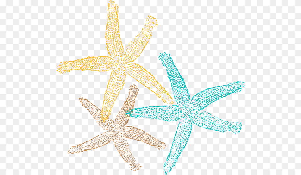 Beach Wedding Starfish Keepsake Box Starfish Clipart No Background, Animal, Sea Life, Invertebrate, Kangaroo Free Png