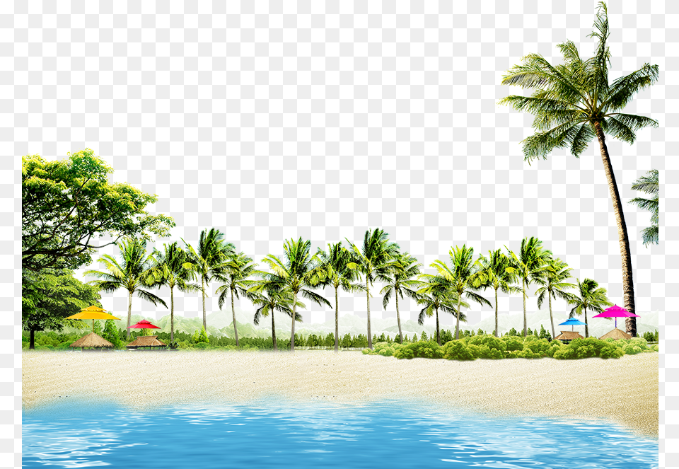 Beach With Coconut Palms And Summer Huts Coconut Tree Border, Nature, Tropical, Land, Plant Png