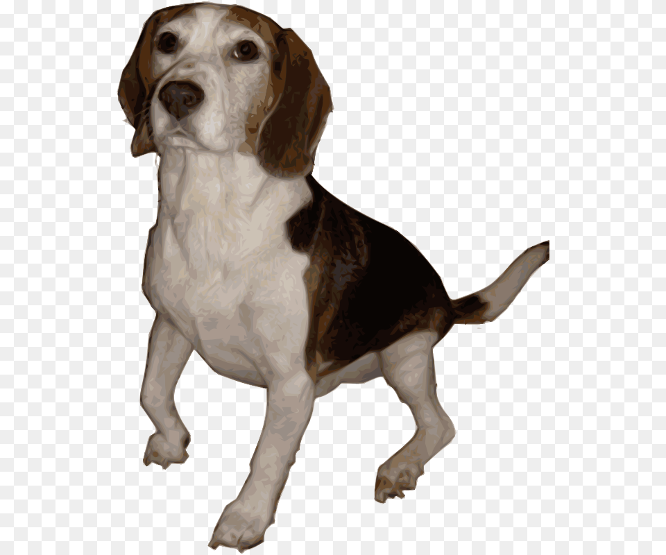 Beagle 1 By Merlin2525 Medium, Animal, Canine, Dog, Hound Png Image