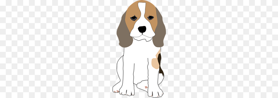 Beagle Animal, Canine, Dog, Hound Png Image