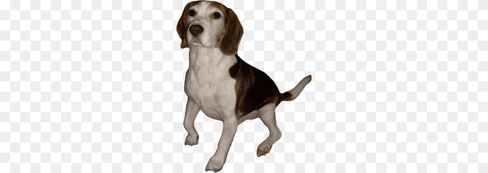 Beagle Animal, Canine, Dog, Hound Free Transparent Png
