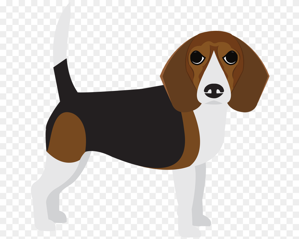 Beagle, Animal, Canine, Dog, Hound Png Image