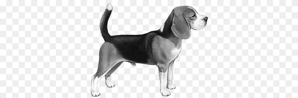 Beagle, Animal, Canine, Dog, Hound Free Transparent Png