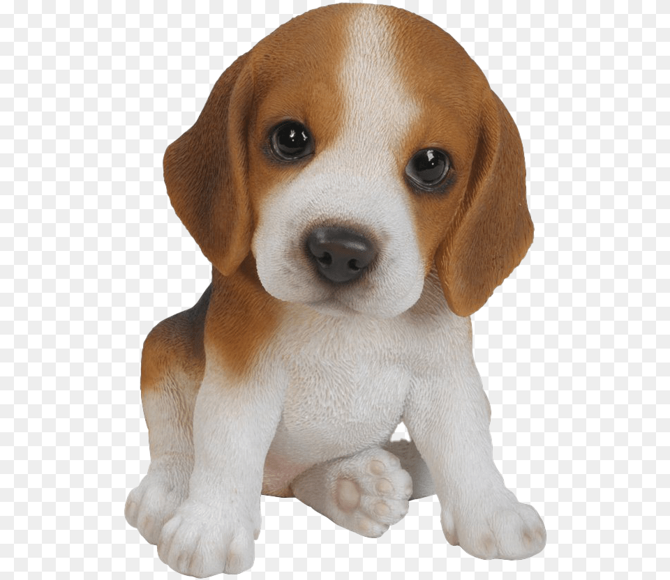 Beagle Background Image Beagle Puppy, Animal, Canine, Dog, Hound Free Png