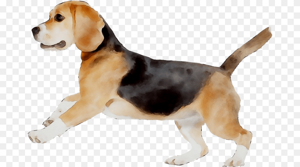 Beagle Beagle, Animal, Canine, Dog, Hound Png