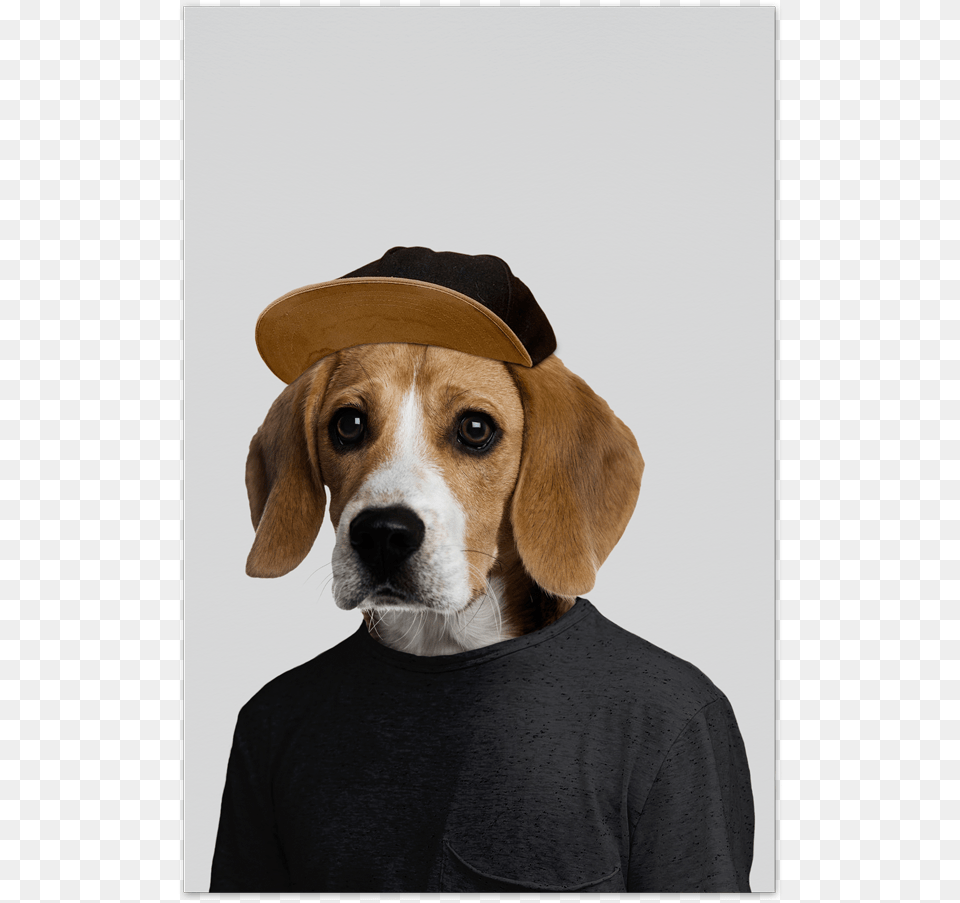 Beagle Christmas Cards Beagle Poster, Animal, Canine, Dog, Hound Free Png Download