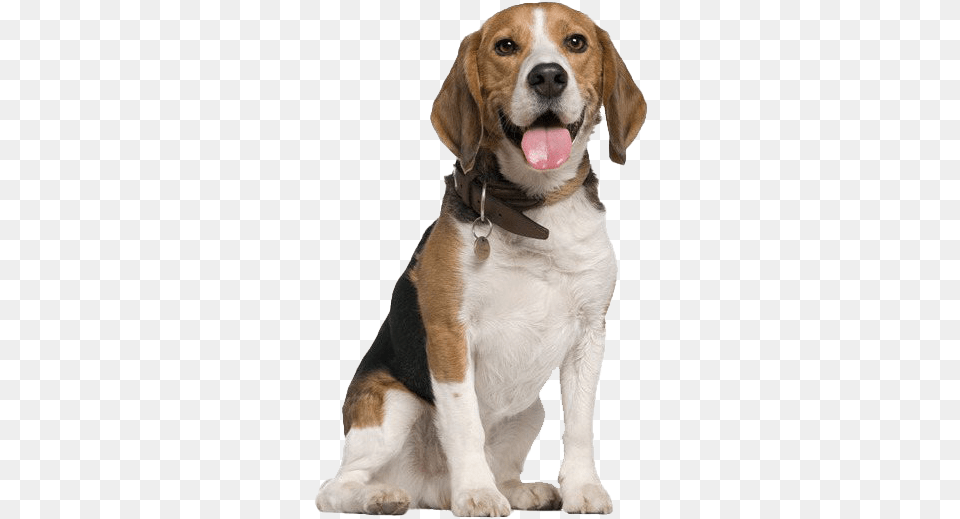 Beagle Dog Beagle, Animal, Canine, Hound, Mammal Free Png