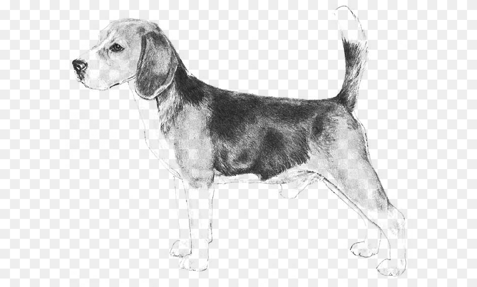 Beagle Dog Breeds Az, Gray Free Png