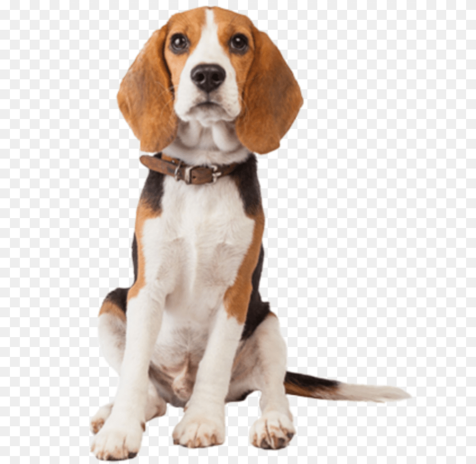 Beagle Dog Cute Animal Pet Loyal Transparent Beagle Dog, Canine, Hound, Mammal Free Png Download