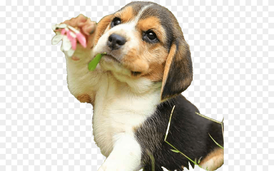 Beagle Dog Puppy Download Daisy John Wick Dog, Animal, Canine, Hound, Mammal Png