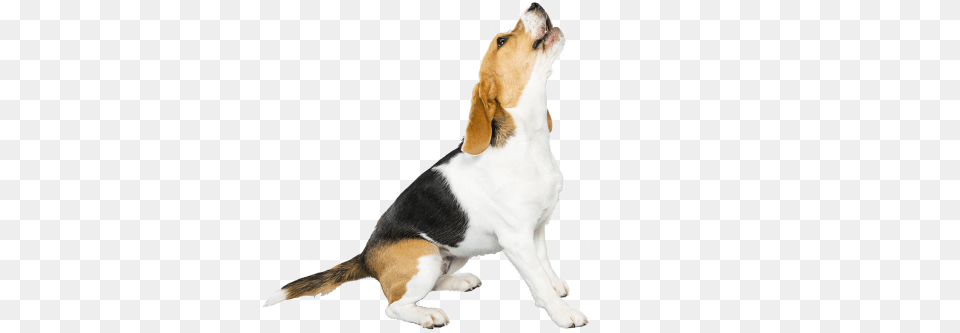 Beagle Download Image Arts, Animal, Canine, Dog, Hound Free Transparent Png