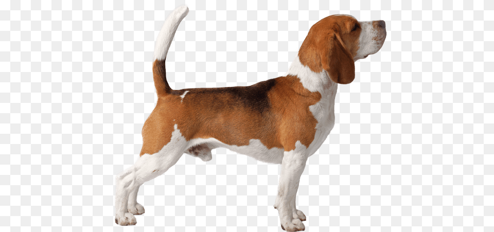 Beagle English Foxhound, Animal, Canine, Dog, Hound Free Png Download