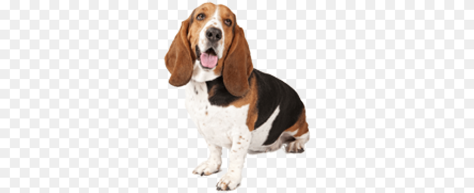 Beagle Lives Here Sign, Animal, Canine, Dog, Hound Free Png Download