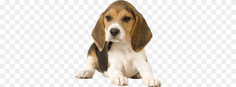 Beagle Picture Various Types Of Dog, Animal, Canine, Hound, Mammal Free Png