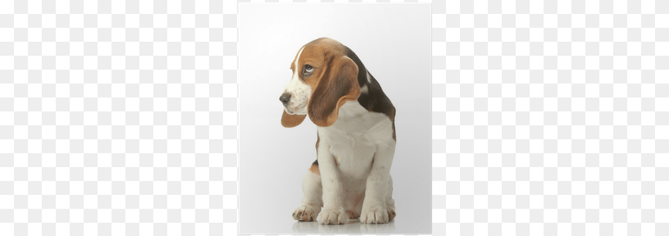 Beagle Puppy Poster Puppy, Animal, Canine, Dog, Hound Free Png Download