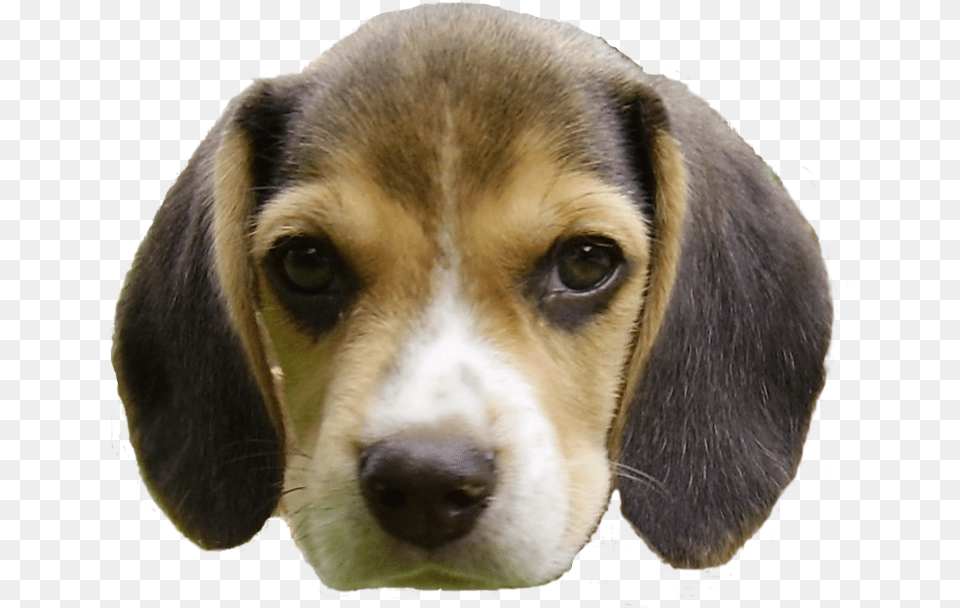 Beagle Puppy39s Head Dog Head, Animal, Canine, Hound, Mammal Png Image