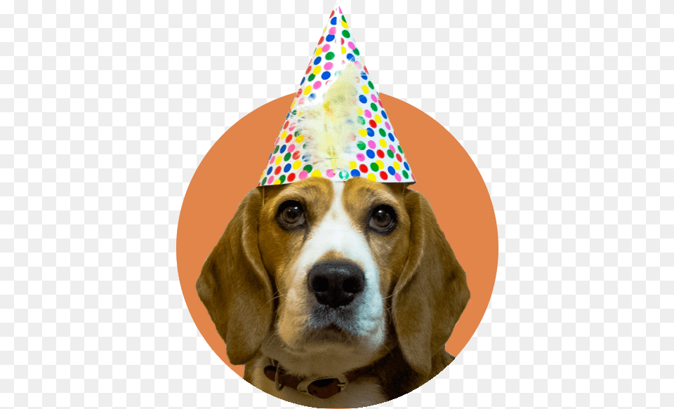 Beagle With Party Hat, Clothing, Animal, Canine, Dog Free Png Download