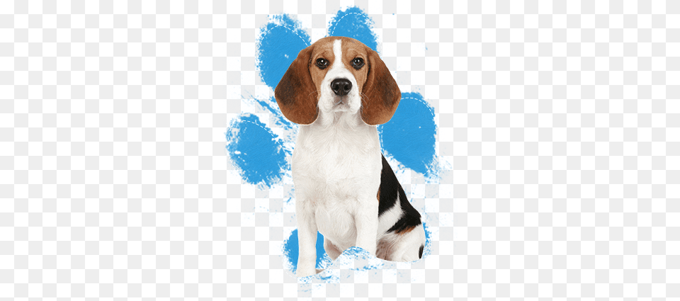 Beagle Y Basset Hound, Animal, Canine, Dog, Mammal Free Png Download
