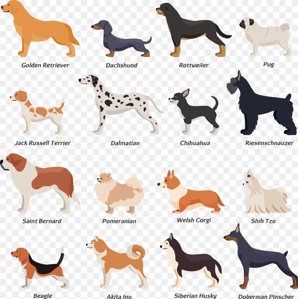 Beagles And Jack Russell Terriers, Animal, Fowl, Chicken, Bird Png