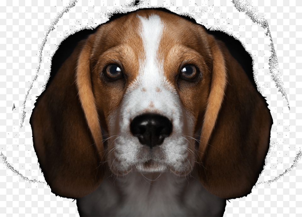 Beagles Puppy Black Background, Animal, Beagle, Canine, Dog Free Png