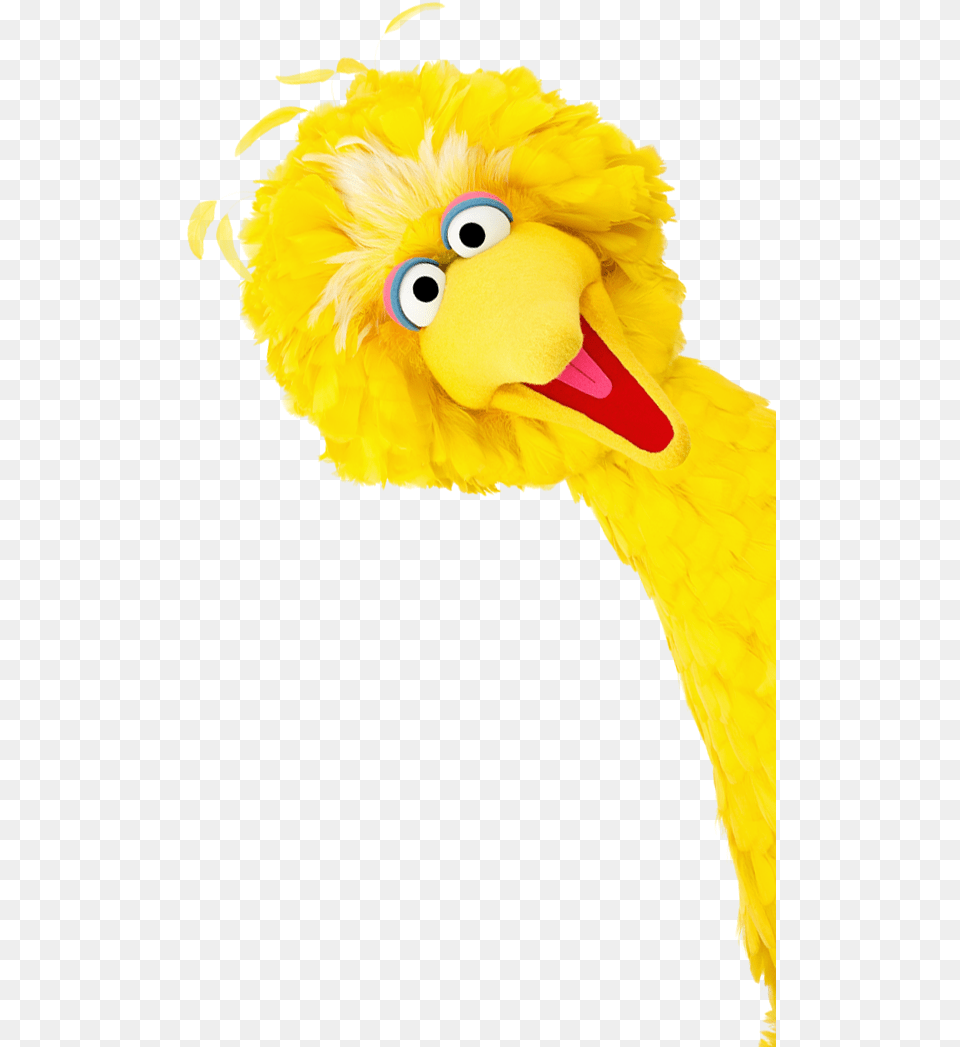 Beak Big Bird Feather Yellow Big Bird Background, Animal, Baby, Person Free Transparent Png