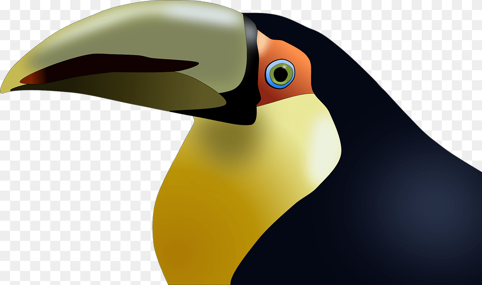 Beak Of Birds Cartoons, Animal, Bird, Toucan Png Image