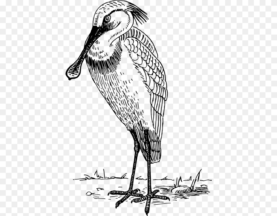 Beak Water Bird Bald Eagle Feather Woodpecker, Gray Free Png Download