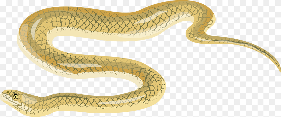 Beaked Sea Snake Clipart, Animal, Reptile Free Transparent Png