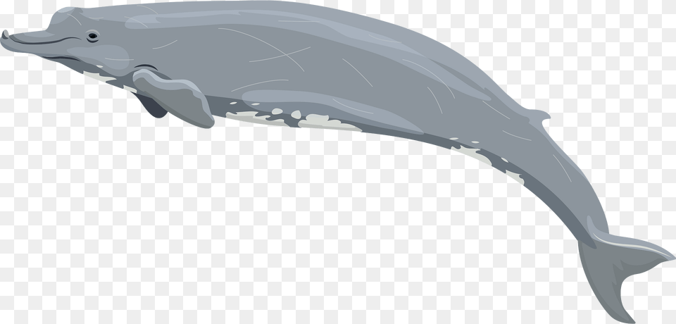 Beaked Whale Clipart, Animal, Mammal, Sea Life, Dolphin Free Png Download