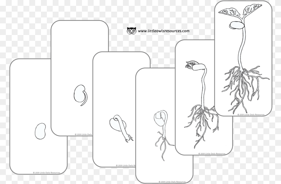 Bean Grow Cards Colouring Cover Illustration, Plant, Root, Art Free Transparent Png
