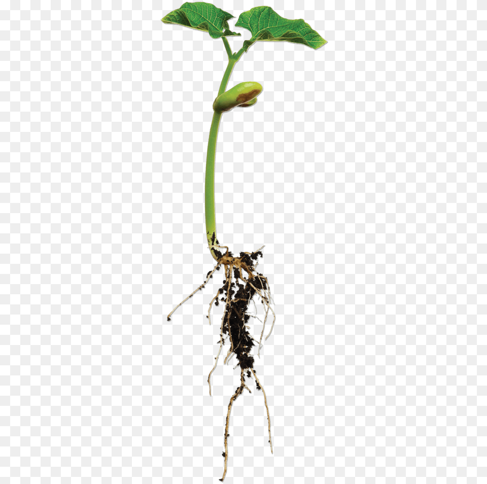 Bean Plant Bean Plant With Root, Soil, Sprout Png