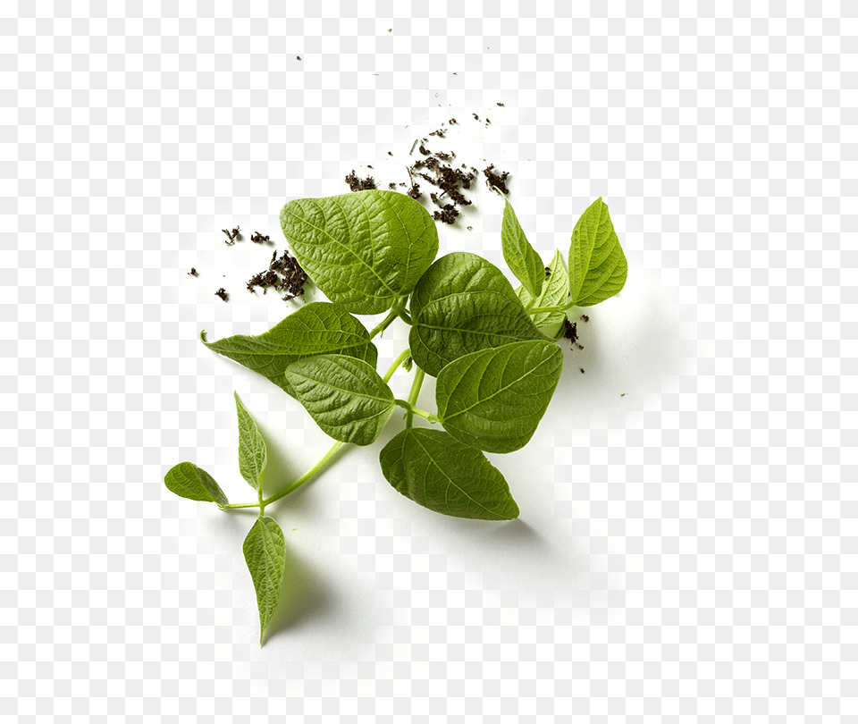 Bean Plant Bean With Leaf, Herbal, Herbs Png Image
