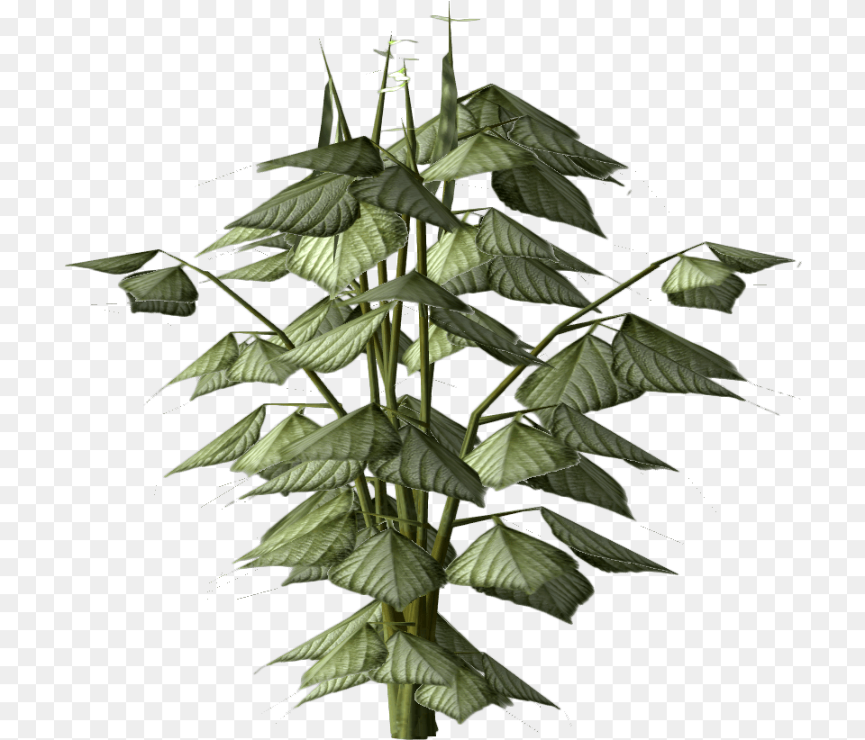 Bean Plant The Elder Scrolls V Skyrim, Leaf, Art, Flower, Flower Arrangement Free Png