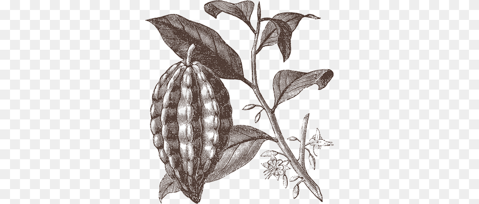 Bean Pod Cocoa Tree, Plant, Leaf, Annonaceae, Animal Free Png Download