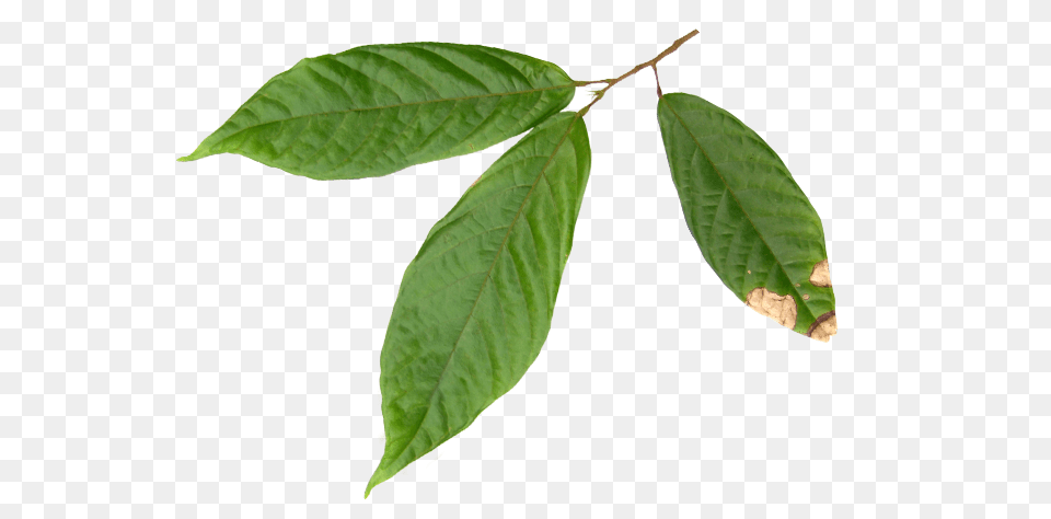 Beans Latiali Latino Americana De Alimentos Ecuador S, Leaf, Plant, Tree, Annonaceae Png Image