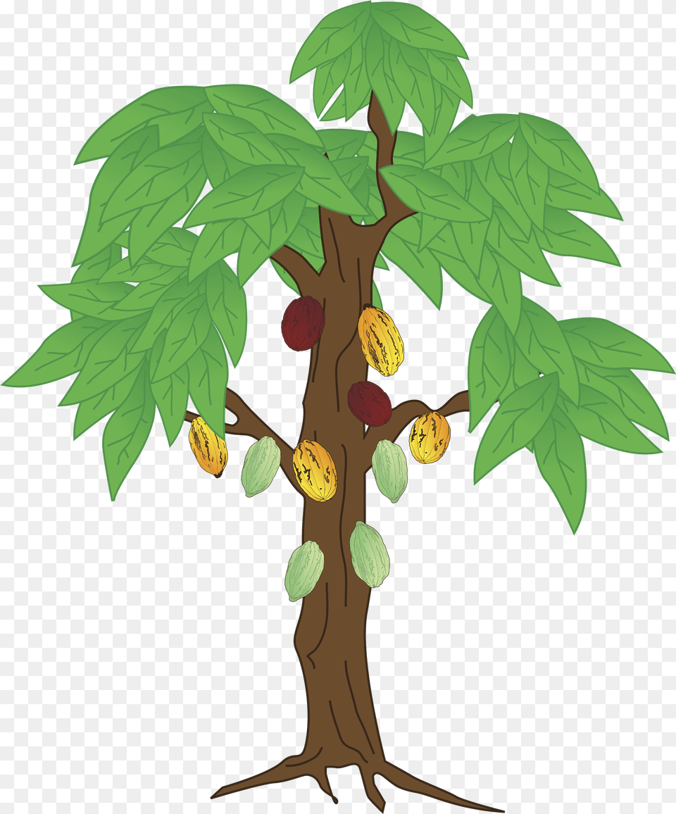 Beans Vector Cocoa Tree Transparent Cocoa Bean Tree Drawing, Leaf, Plant, Vegetation, Oak Png Image